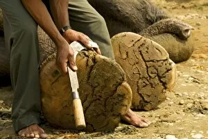 Mahout cutting an elephants toenails with a curved knife, Chitwan National Park, Nepal, Asia