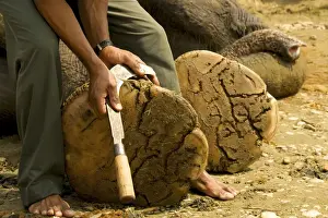 Toes Prints: Mahout cutting an elephants toenails with a curved knife