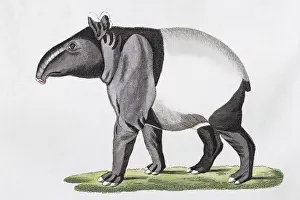 Maiba (Tapirus indicus), hand-coloured copperplate engraving from Friedrich Justin