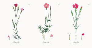 Images Dated 21st November 2017: Maiden Pink, Dianthus Deltoides, Victorian Botanical Illustration, 1863