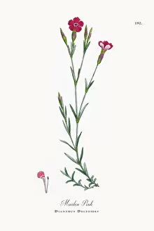 Images Dated 3rd October 2017: Maiden Pink, Dianthus Deltoides, Victorian Botanical Illustration, 1863