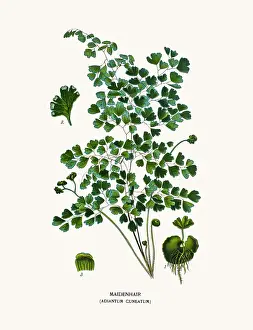 Prints of Photo of an original Fine Lithograph from the Favourite Flowers of Garden and Greenhouse by Edward Step published in 1897 in London Flowers Of Garden And Greenhouse Prints: Maidenhair fern