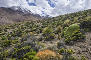 Images Dated 27th October 2012: Maihueniopsis cacti -Maihueniopsis colorea- growing on the slopes of the Taapaca volcano, Putre
