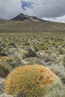 Images Dated 27th October 2012: Maihueniopsis cactus -Maihueniopsis colorea-, flowering, Arica y Parinacota Region, Chile