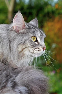 Head Gallery: Maine Coon, American Longhair, cat sitting in a garden