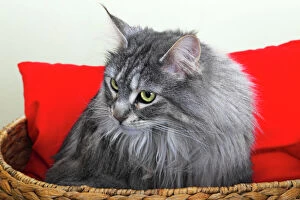 Maine Coon cat in a basket with a red cushion, Germany