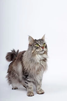 Images Dated 24th February 2013: Maine Coon cat, Germany