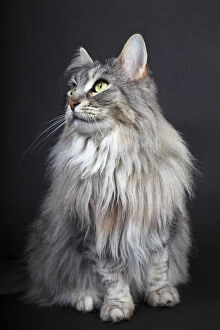 Images Dated 18th January 2013: Maine Coon cat, Germany