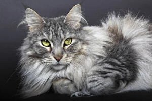Images Dated 18th January 2013: Maine Coon cat, Germany
