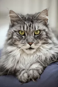 Partial View Gallery: Maine Coon, tomcat, lying on cushion, portrait