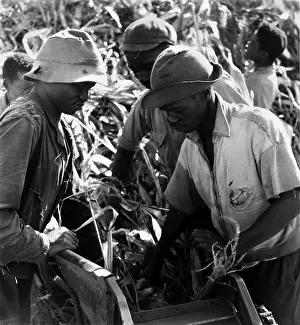 Cultivated Plants Prints: Maize Crop