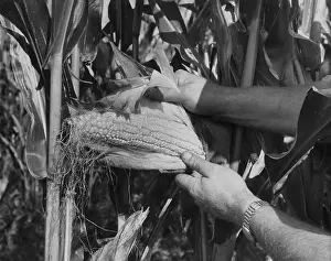 Cultivated Plants Prints: Maize Farming