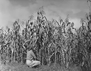 Cultivated Plants Prints: Maize Farming