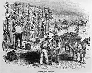 Occupations American Prints: Maize Harvest