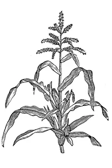 Images Dated 26th May 2017: Maize, also known as corn