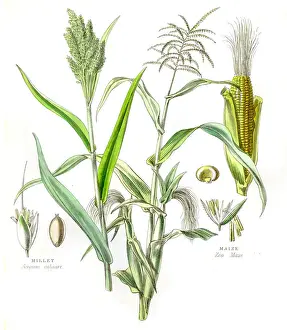 Corn Prints: Maize and Millet engraving 1857