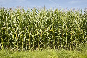 Images Dated 23rd July 2012: Maize -Zea mays-, in flower, Thuringia, Germany