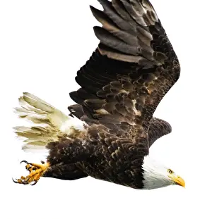 Vicki Jauron Wildlife Photography Prints: Majestic Bald Eagle in Flight at Jasper Park Lodge on Lake Beauvert, Canada