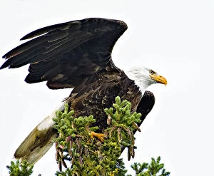 Images Dated 14th August 2018: Majestic Bald Eagle About to Launch at Jasper Park Lodge on Lake Beauvert, Canada