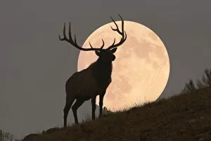 Images Dated 4th October 2007: Majestic Bull Elk and Full Moon Rise (composite)