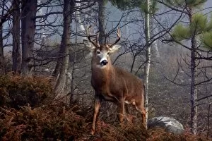 Images Dated 6th November 2008: His Majesty - White-tailed deer