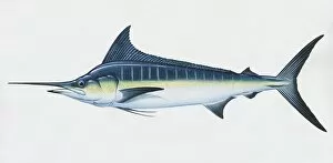 Makaira nigricans, blue marlin, side view