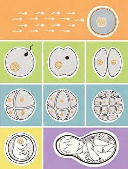 Micro Organism Prints: The Making of a Baby