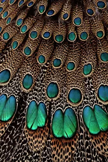 Images Dated 16th April 2010: Malay Peacock Pheasant Wing & Tail Feather Design