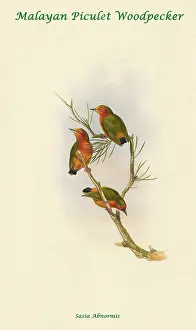 Beaks Prints: Malayan Piculet Woodpecker