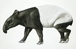 Mammals Gallery: Malayan Tapir, Tapirus indicus, side view