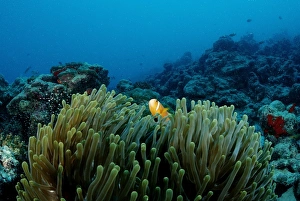 Symbiotic Relationship Collection: Maldives anemonefish (Amphiprion nigripes) in Magnificent Sea Anemone (Heteractis magnifica)