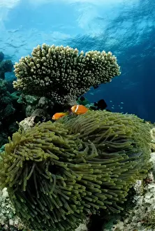 South East Prints: Maldives Anemonefish (Amphiprion nigripes) in Magnificent Sea Anemone (Heteractis magnifica)
