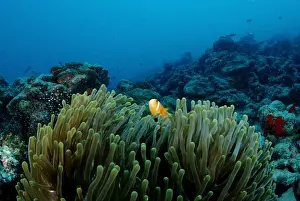 South East Prints: Maldives anemonefish (Amphiprion nigripes) in Magnificent Sea Anemone (Heteractis magnifica)