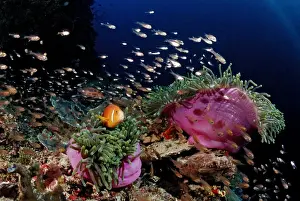 Fuchsia Prints: Maldives Anemonefish (Amphiprion nigripes) in pink Magnificent Sea Anemone (Heteractis magnifica)