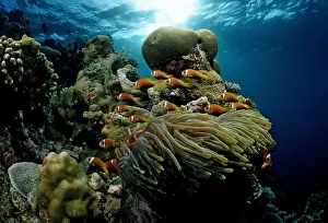 South East Prints: Maldives Anemonefish (Amphiprion nigripes) in white Magnificent Sea Anemone (Heteractis magnifica)