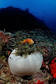 South East Prints: Maldives Anemonefish (Amphiprion nigripes) in white Magnificent Sea Anemone (Heteractis magnifica)