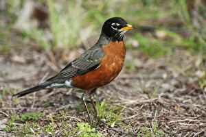 Images Dated 19th April 2016: Male american robin in spring