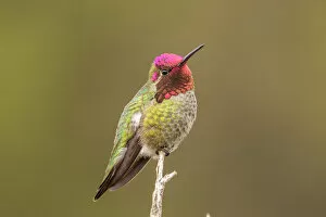 Beautiful Bird Species Gallery: Male Annas hummingbird displaying colors, San Luis Obispo, California, USA