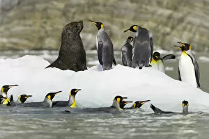 Male Antarctic fur seal and king penguins on ice floe