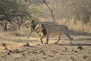 Two male Asiatic Lions -Panthera leo persica-, Gir Interpretation Zone, Gir Forest National Park, Gir Sanctuary