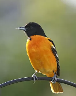 Images Dated 8th February 2015: Male Baltimore Oriole