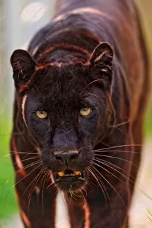 Images Dated 25th April 2011: Male black panther walking