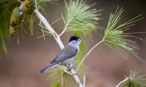 Birds Gallery: Male blackcap