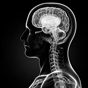 Translucent Prints: Male brain, computer artwork