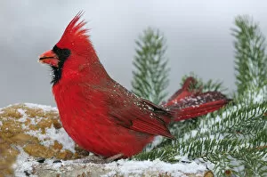 Male Cardinal in snow