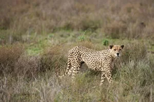 Images Dated 22nd December 2010: male Cheetah, Acinonyx jubatus