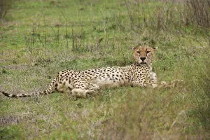 Images Dated 21st December 2010: male Cheetah, Acinonyx jubatus