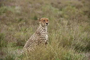 Images Dated 21st December 2010: male Cheetah, Acinonyx jubatus