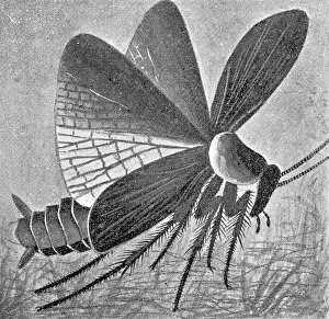 Insect Lithograph Prints: Male cockroach