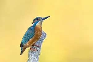 Male Common kingfisher (Alcedo atthis) sitting on a branch, North Hesse, Hesse, Germany